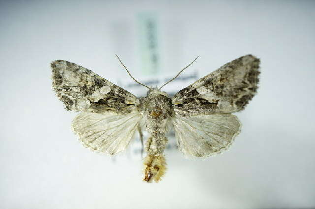 Image of Beautiful Brocade
