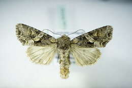 Image of Beautiful Brocade