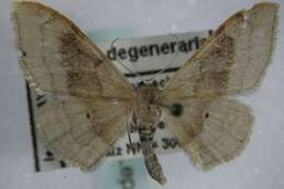 Image of Idaea degeneraria Hübner 1798