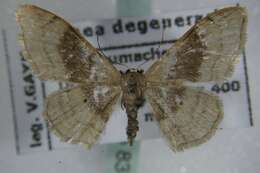 Image of Idaea degeneraria Hübner 1798