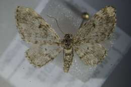 Слика од Eupithecia tantillaria Boisduval 1840