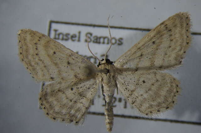 Image de Idaea elongaria Rambur 1833