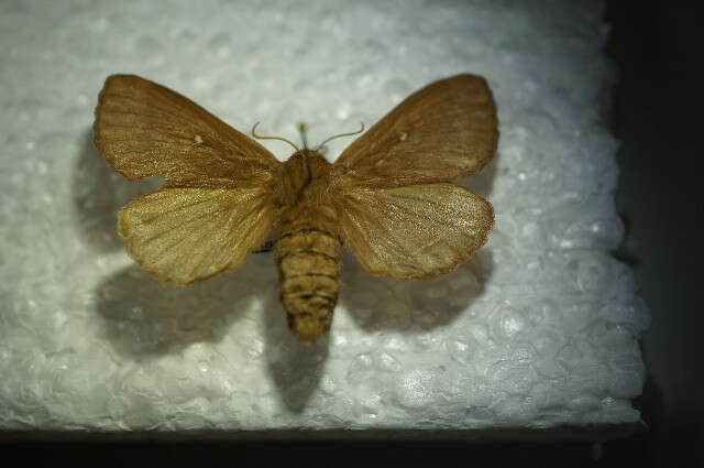 Image of grass eggar