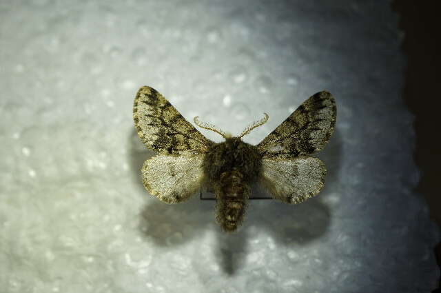 Image of small brindled beauty