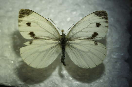 Plancia ëd Pieris napi (Linnaeus 1758)