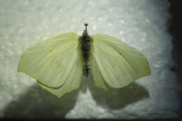 Image of brimstone