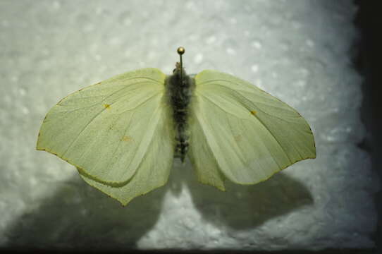 Imagem de Gonepteryx rhamni (Linnaeus 1758)