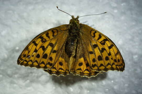 Image of High brown fritillary