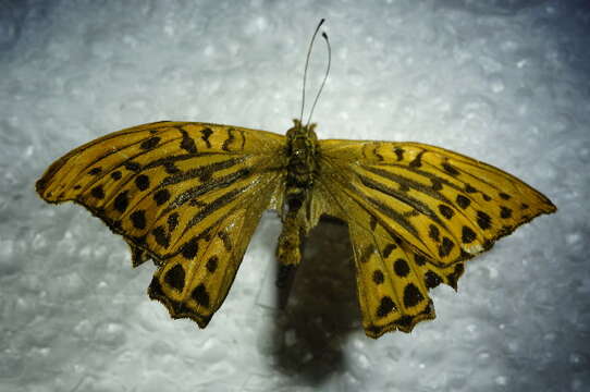 Image of silver-washed fritillary