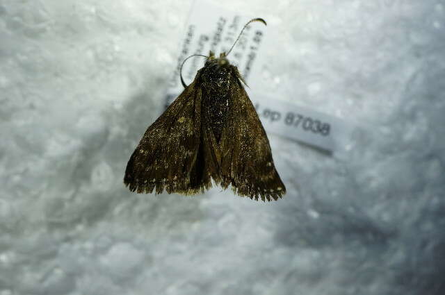 Image of dingy skipper