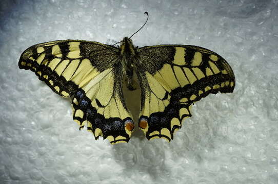 Image of Old World Swallowtail