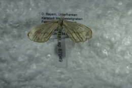 Scopula nigropunctata Hüfnagel 1767的圖片