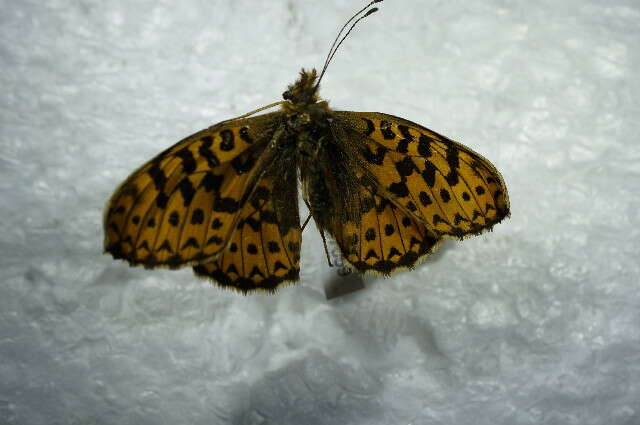 Image of <i>Boloria euphrosyne</i>