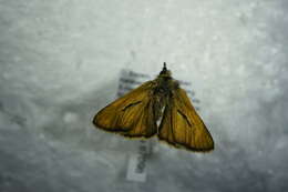 Image of small skipper