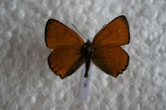 Image of <i>Lycaena virgaureae</i>