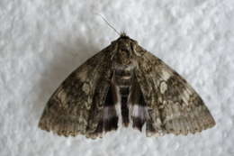 Image of clifden nonpareil