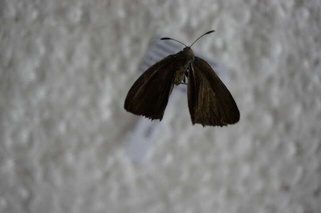 Plancia ëd Callophrys rubi (Linnaeus 1758)