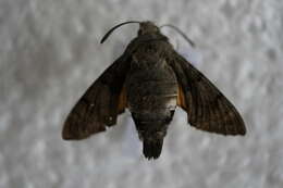 Image of humming-bird hawk moth