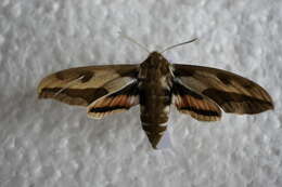 Image of Spurge Hawk Moth