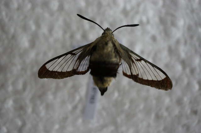 Image of broad-bordered bee hawk-moth