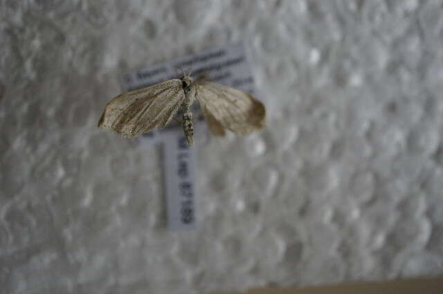 Слика од Scopula incanata Linnaeus 1758