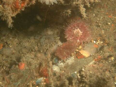 Image of Northern red anemone