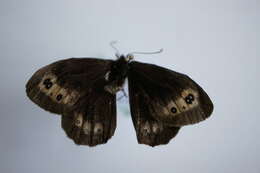 Image of scotch argus