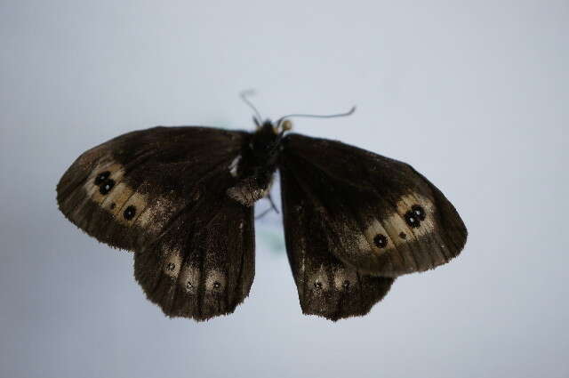 Image of scotch argus