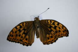 Image of High brown fritillary