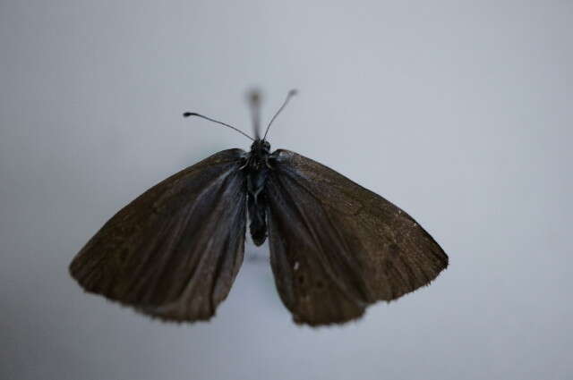 Image of Green-underside Blue