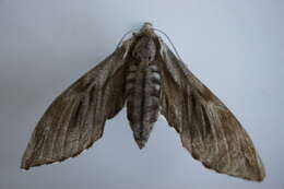 Image of Pine hawkmoth