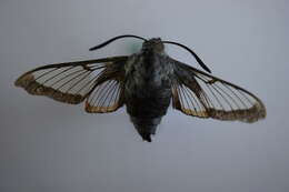 Image of broad-bordered bee hawk-moth