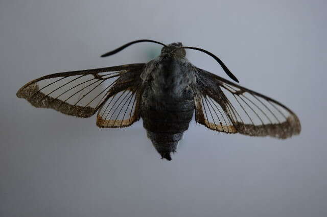 Image of broad-bordered bee hawk-moth