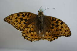 Image of High brown fritillary