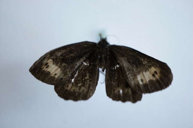 Image of scotch argus