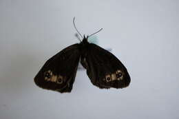 Image of scotch argus