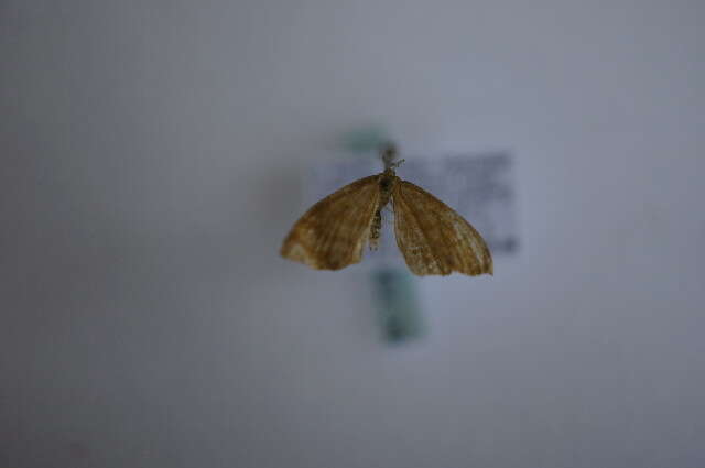 صورة Idaea serpentata Hüfnagel 1767