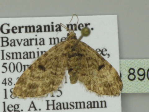 Слика од Eupithecia tantillaria Boisduval 1840