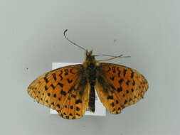 Image of <i>Boloria euphrosyne</i>