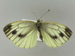 Plancia ëd Pieris napi (Linnaeus 1758)