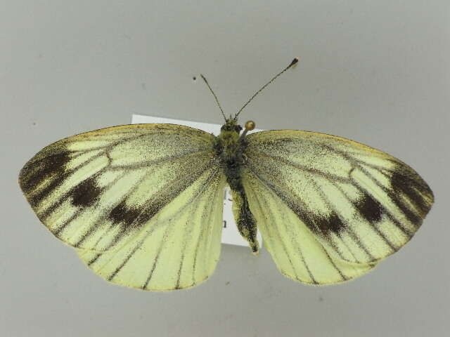 Plancia ëd Pieris napi (Linnaeus 1758)