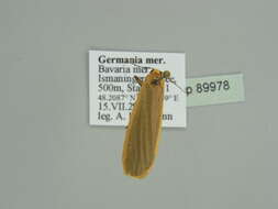 Image of buff footman