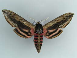 Image of privet hawk-moth