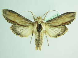 Image of <i>Shargacucullia lychnitis</i>