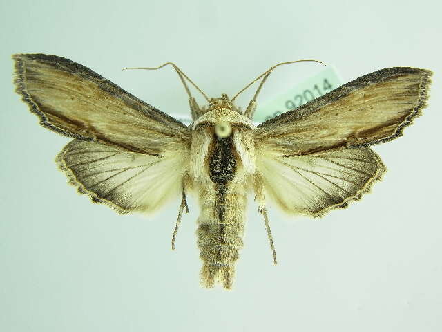 Image of <i>Shargacucullia lychnitis</i>