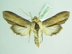 Image of <i>Shargacucullia lychnitis</i>