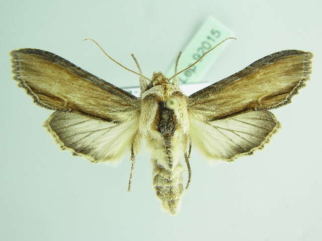 Image of <i>Shargacucullia lychnitis</i>