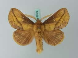 Слика од Euthrix potatoria Linnaeus 1758