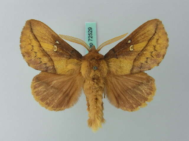 Слика од Euthrix potatoria Linnaeus 1758