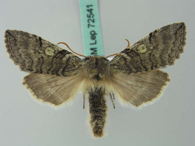 Image of Hooktip and False Owlet Moths